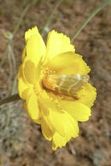Schinia miniana