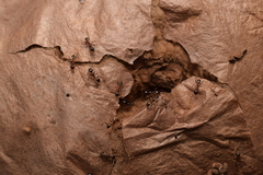 Pheidole nodus