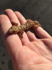 Hemidactylus turcicus