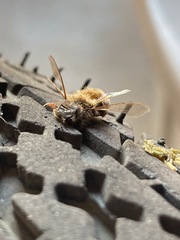Apis mellifera