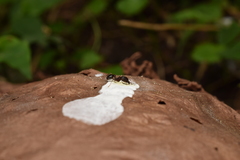 Pheidole nodus