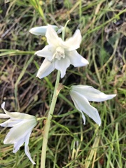 Ornithogalum nutans