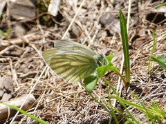 Pieris bryoniae