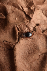 Lycoperdina mandarinea