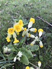 Primula veris