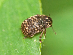 Anthribus