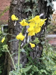 Brassicaceae