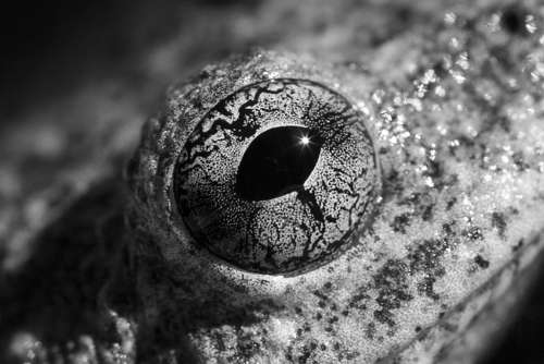 California Tree Frog, Angeles National Forest, Los Angeles County, CA, USA, photo 9 of 10