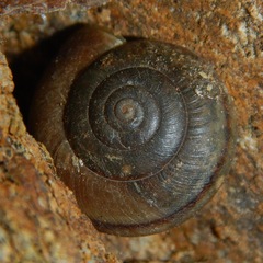 Helminthoglypta petricola