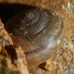 Helminthoglypta petricola