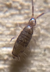 Willowsia neonigromaculata