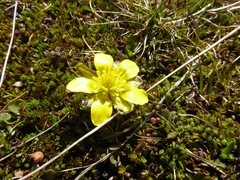 Ranunculus enysii
