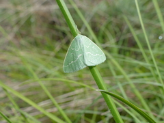 Thetidia smaragdaria