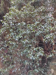 Rhododendron latoucheae