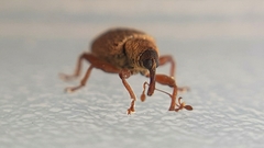 Lignyodes