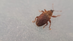 Lignyodes