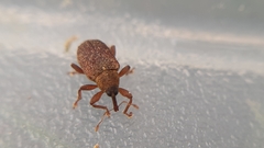 Lignyodes