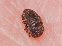 Anthribus