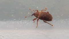 Lignyodes
