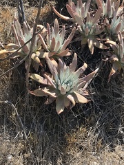 Dudleya virens