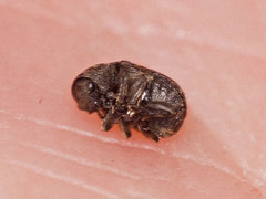 Anthribus