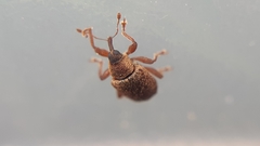 Lignyodes