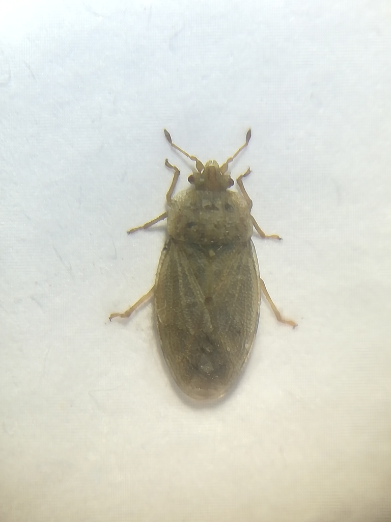 Parapiesma quadratum subsp. quadratum