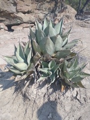 Agave flexispina