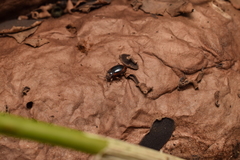 Lycoperdina mandarinea