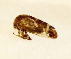 Ophiderma pubescens