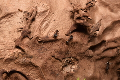 Pheidole nodus
