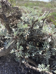 Artemisia hololeuca