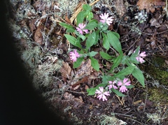 Silene hookeri
