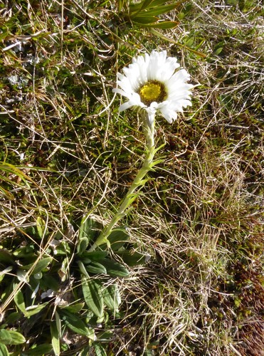 Image of Celmisia haastii by (c) Thibaud Aronson, some rights reserved (CC BY-SA)