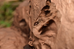 Lycoperdina mandarinea