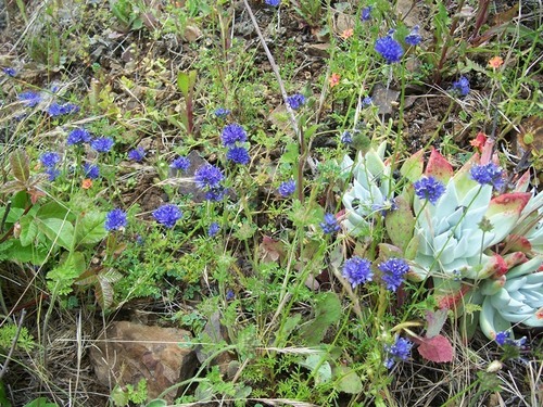 Gilia capitata ssp. pacifica