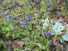 Gilia capitata pacifica