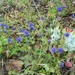 Pacific Gilia - Photo (c) Asa Spade, some rights reserved (CC BY-NC), uploaded by Asa Spade