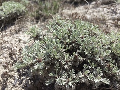 Artemisia hololeuca