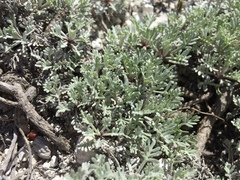 Artemisia hololeuca