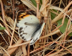 Colotis antevippe gavisa