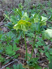 Helleborus odorus