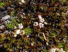 Gaultheria nubicola