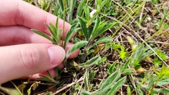 Convolvulus cantabrica