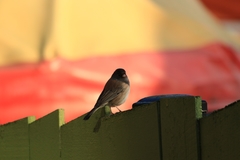 Junco hyemalis oreganus