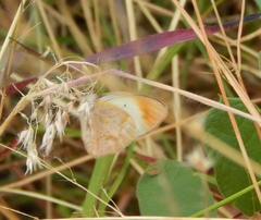 Colotis antevippe gavisa