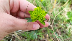Euphorbia glareosa