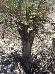 Hedysarum ucrainicum