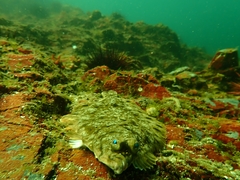 Lepidopsetta