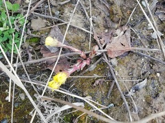 Tussilago farfara